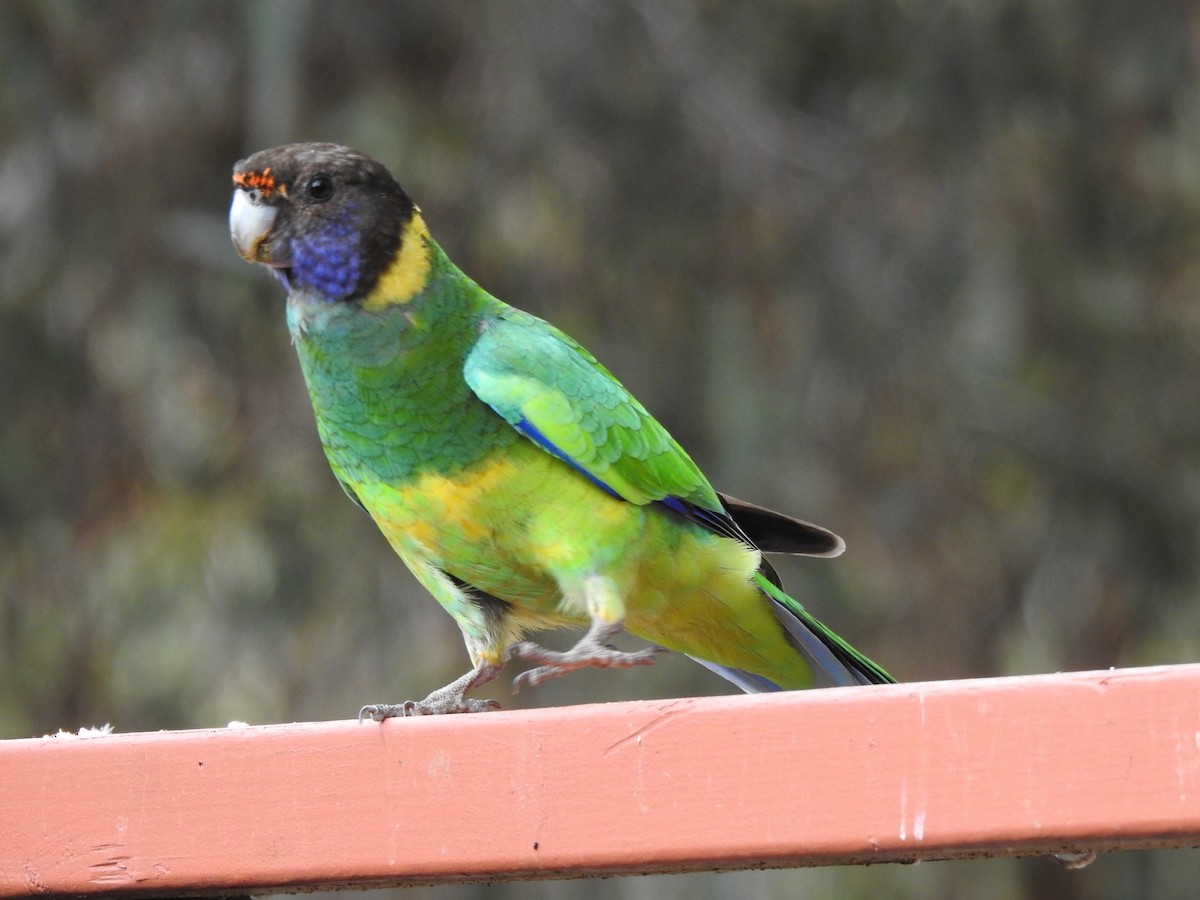 Australian Ringneck - ML620439430