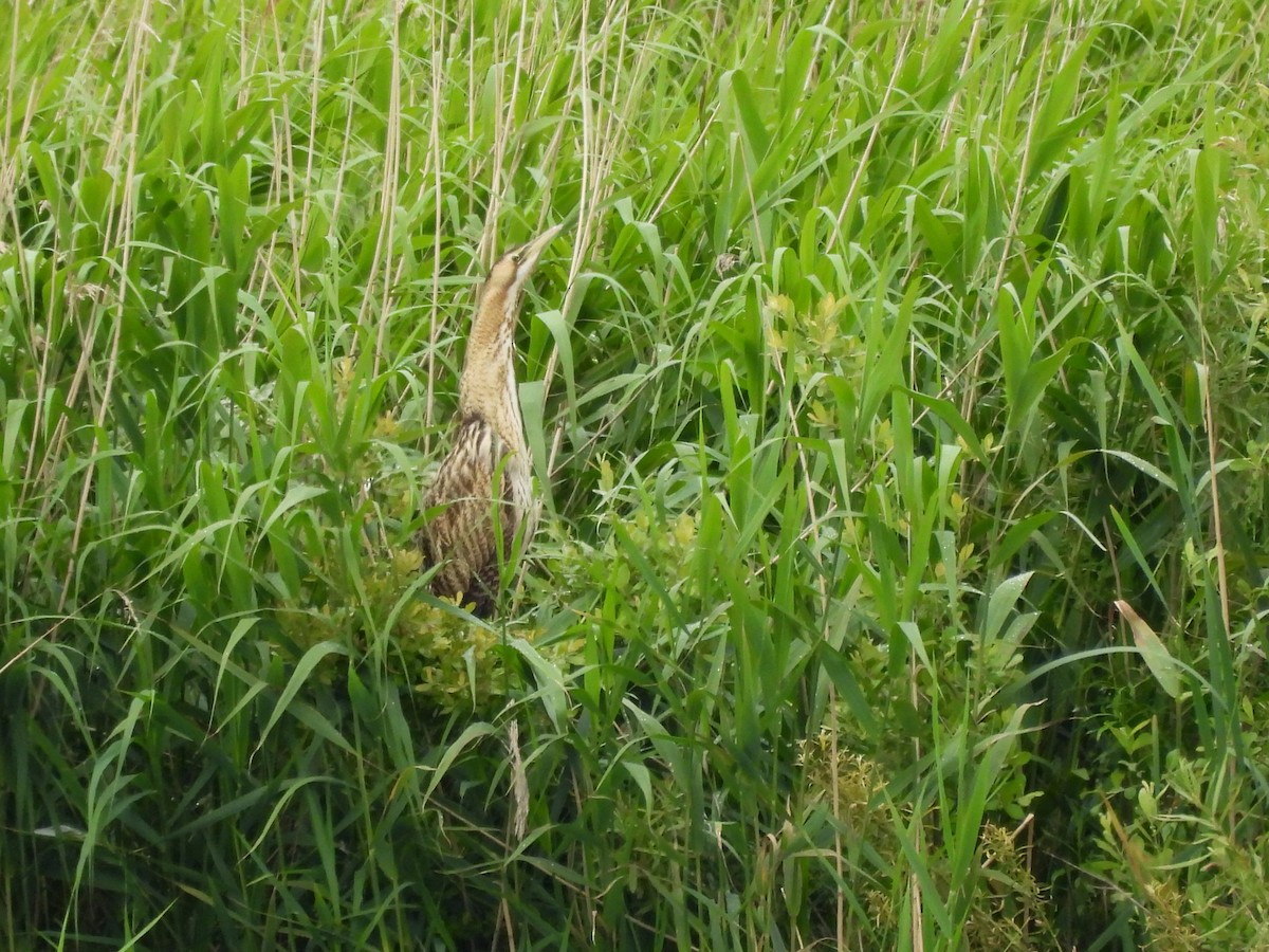 Great Bittern - Mark Smiles