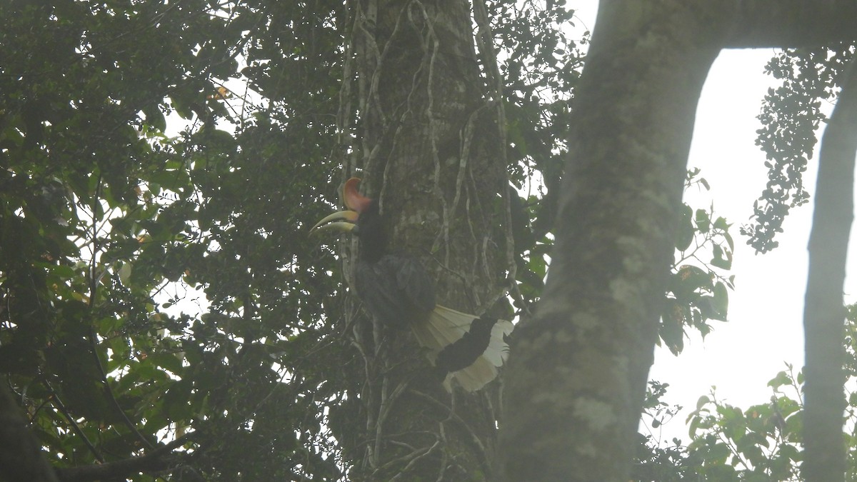 Bushy-crested Hornbill - ML620439432