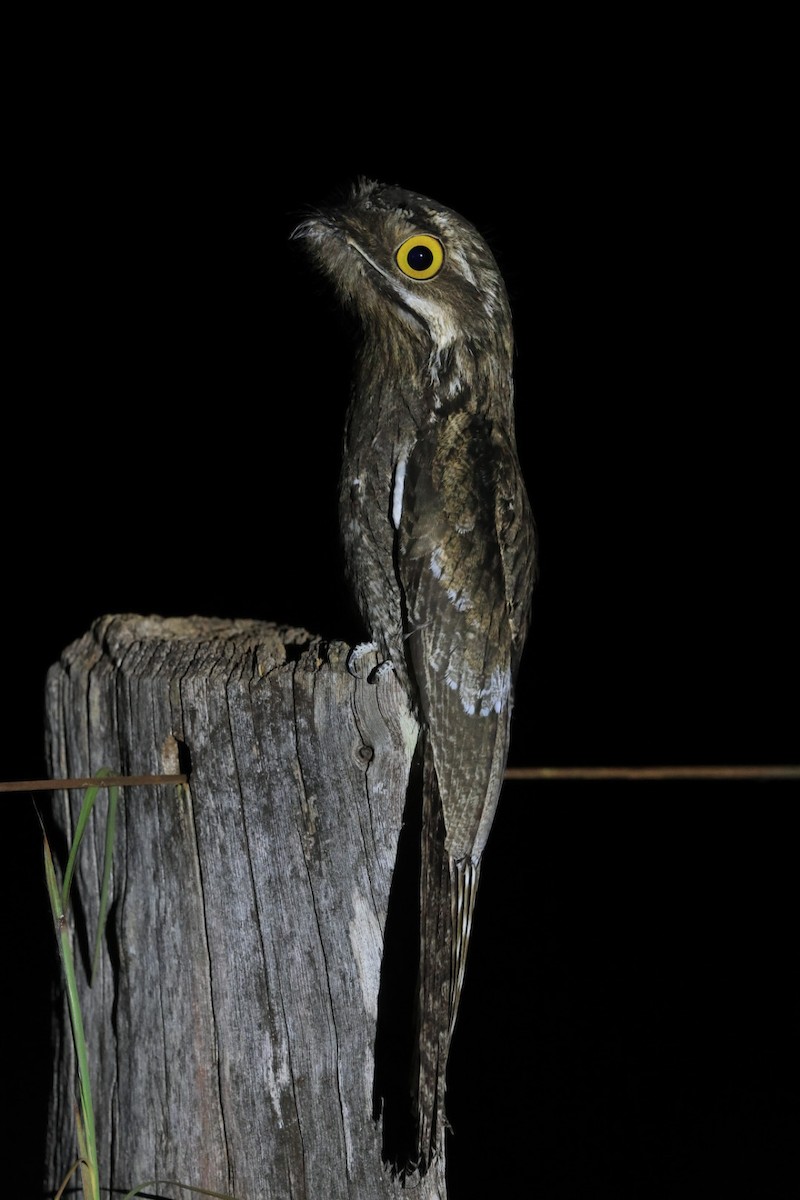 Common Potoo - ML620439433