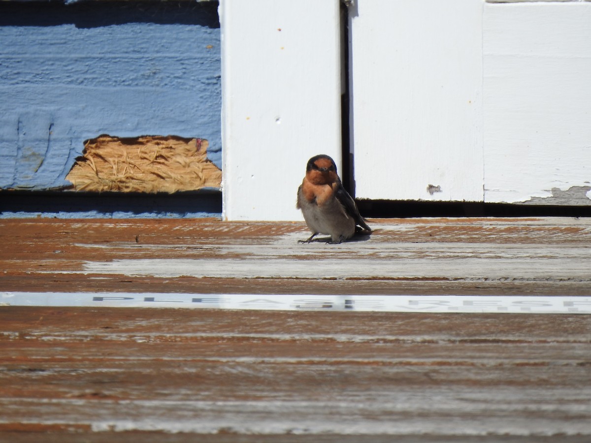 Golondrina Australiana - ML620439434