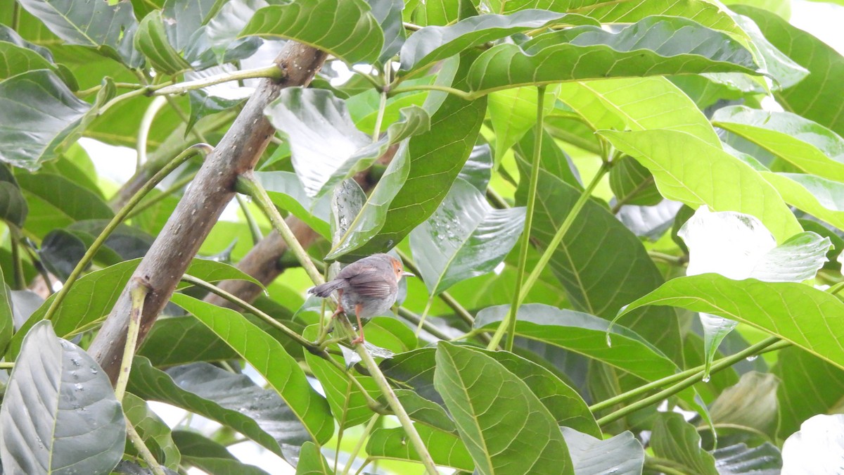 Ashy Tailorbird - ML620439436