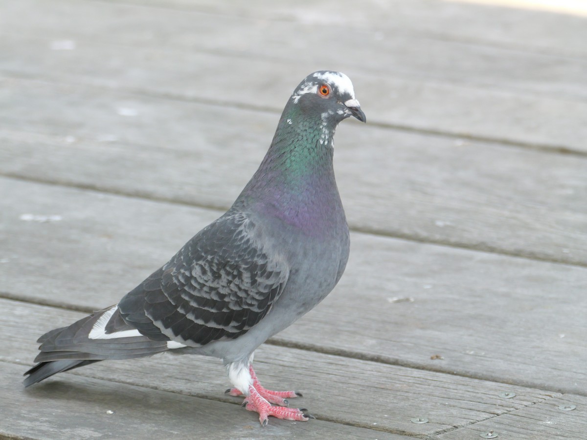 Rock Pigeon (Feral Pigeon) - ML620439444