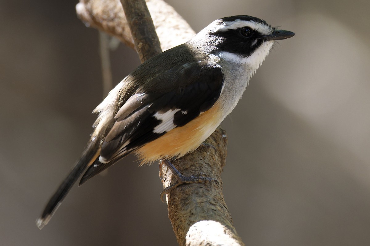 Buff-sided Robin - ML620439447