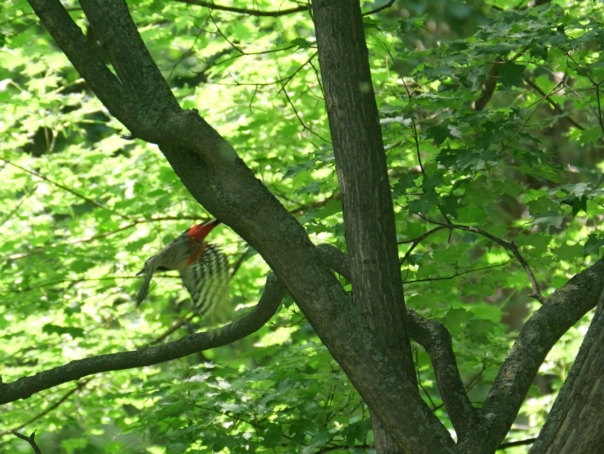 Great Spotted Woodpecker - ML620439451