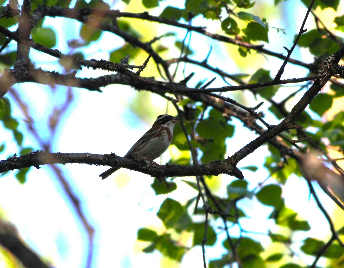 Rustic Bunting - ML620439452