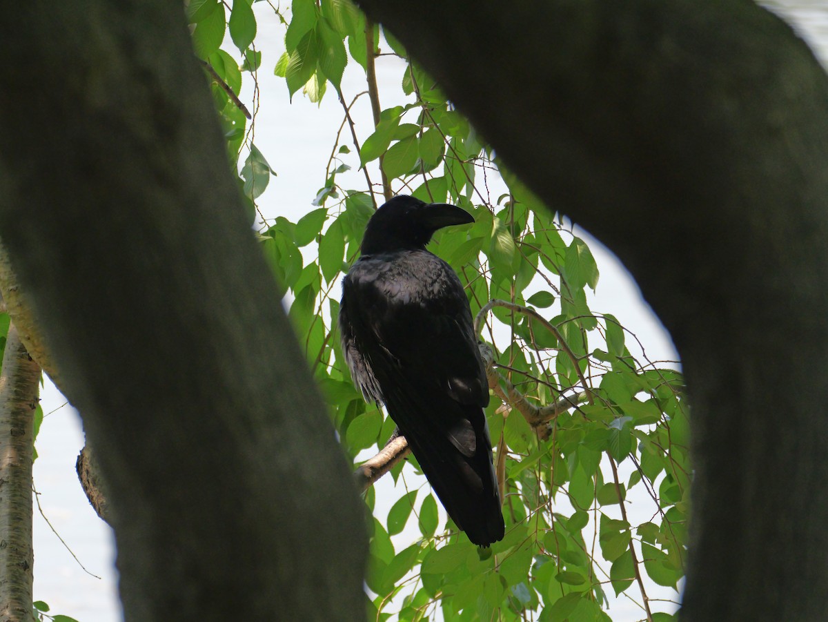 Corbeau à gros bec - ML620439453