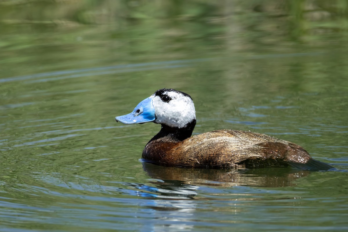 White-headed Duck - ML620439455