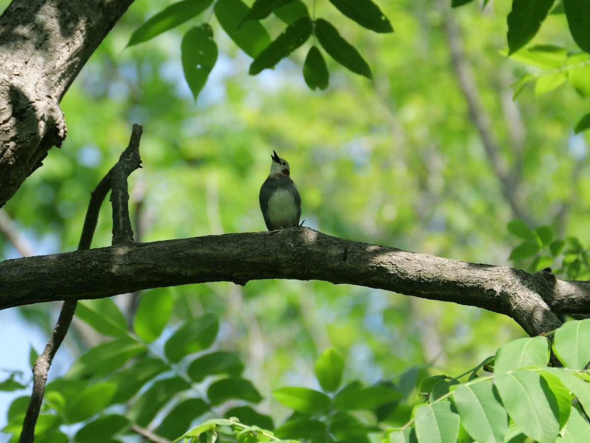 Chestnut-cheeked Starling - ML620439457