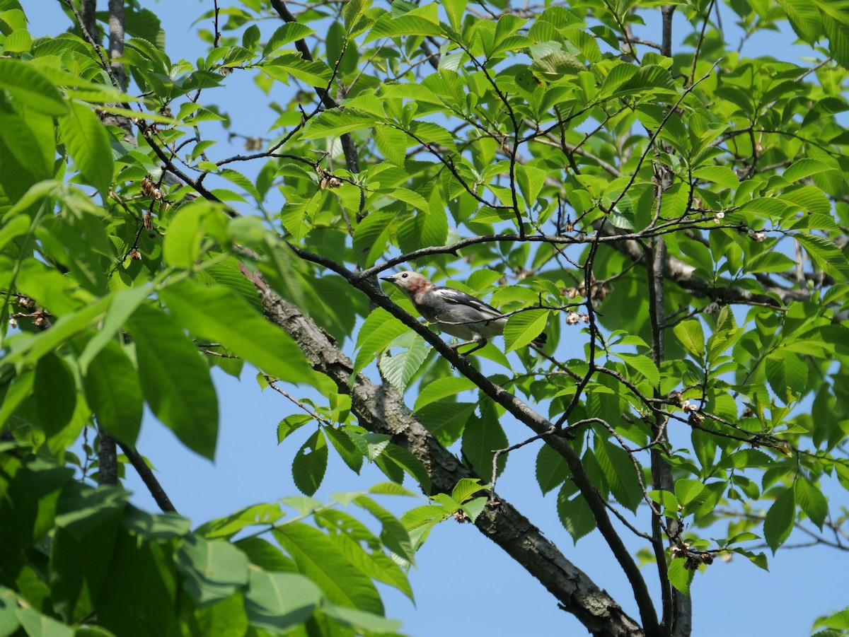 Chestnut-cheeked Starling - ML620439458