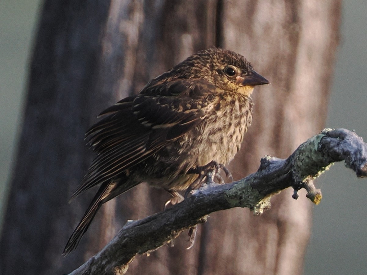 Red-winged Blackbird (Red-winged) - ML620439459