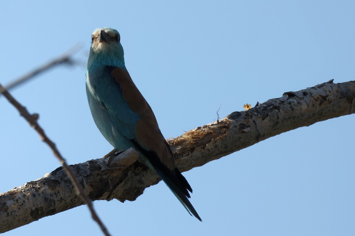 European Roller - ML620439462