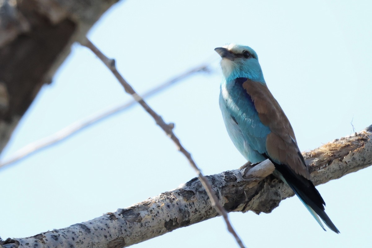 European Roller - ML620439463