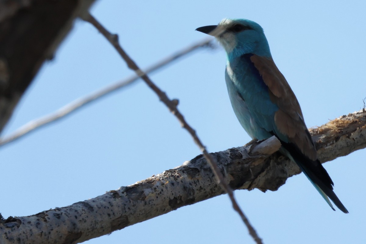 European Roller - ML620439465