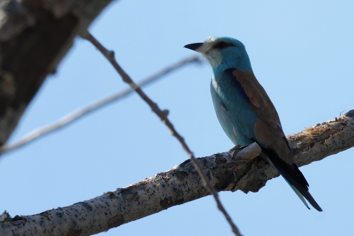 European Roller - ML620439469