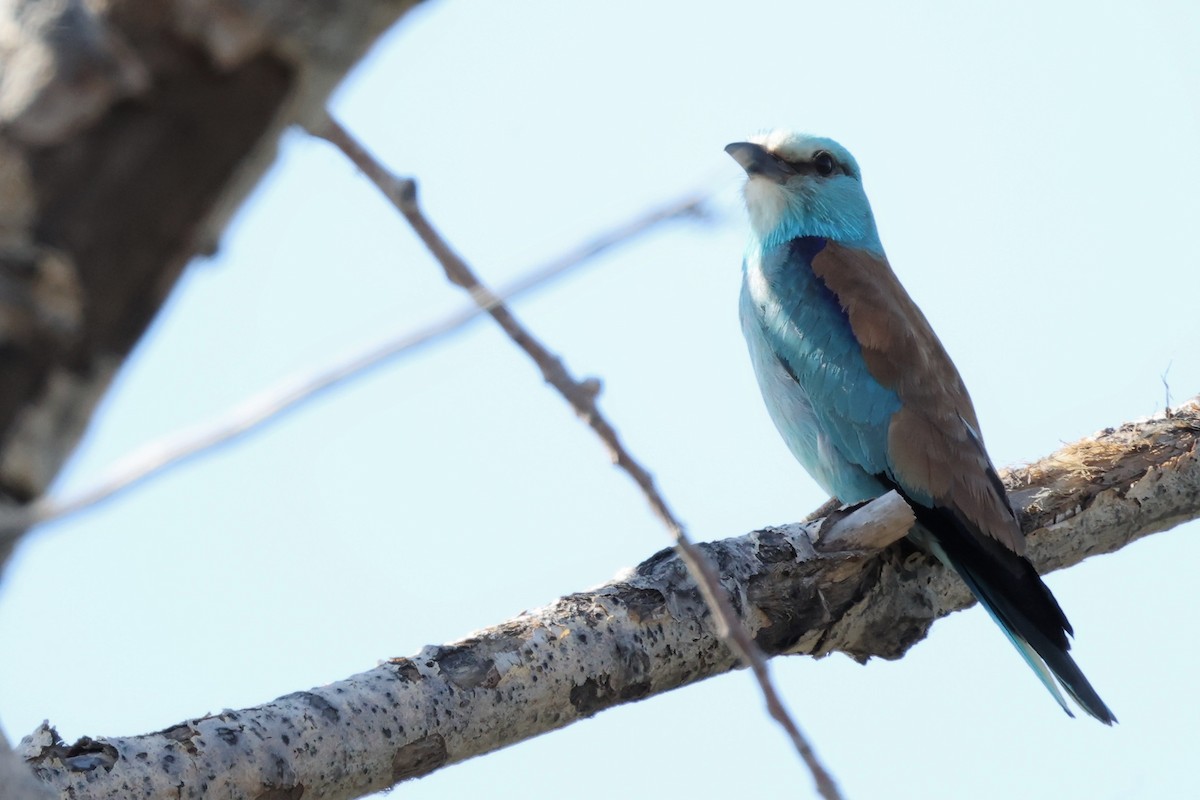 European Roller - ML620439470