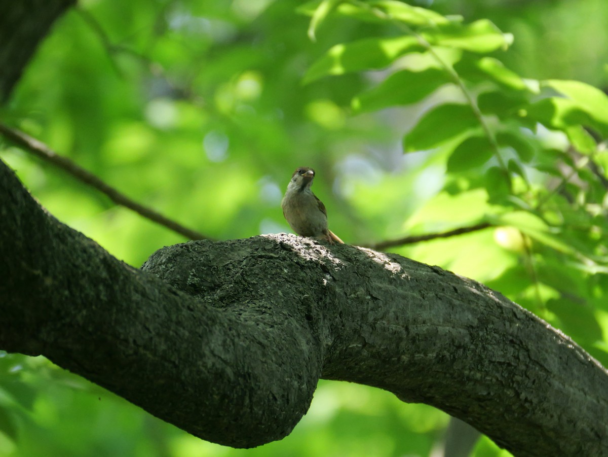 Eurasian Tree Sparrow - ML620439472