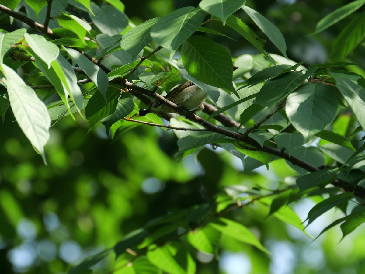 Eurasian Tree Sparrow - ML620439473