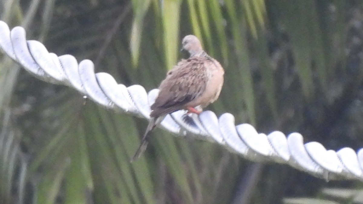 Spotted Dove - ML620439475