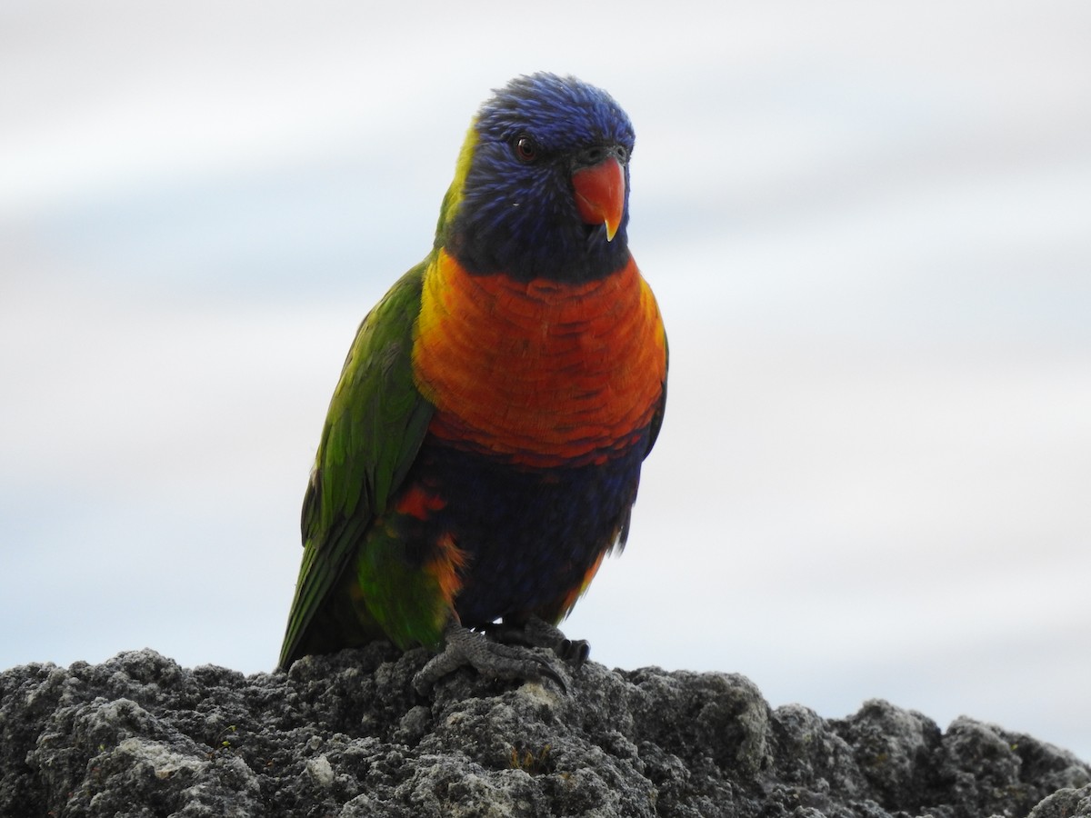 Rainbow Lorikeet - ML620439477