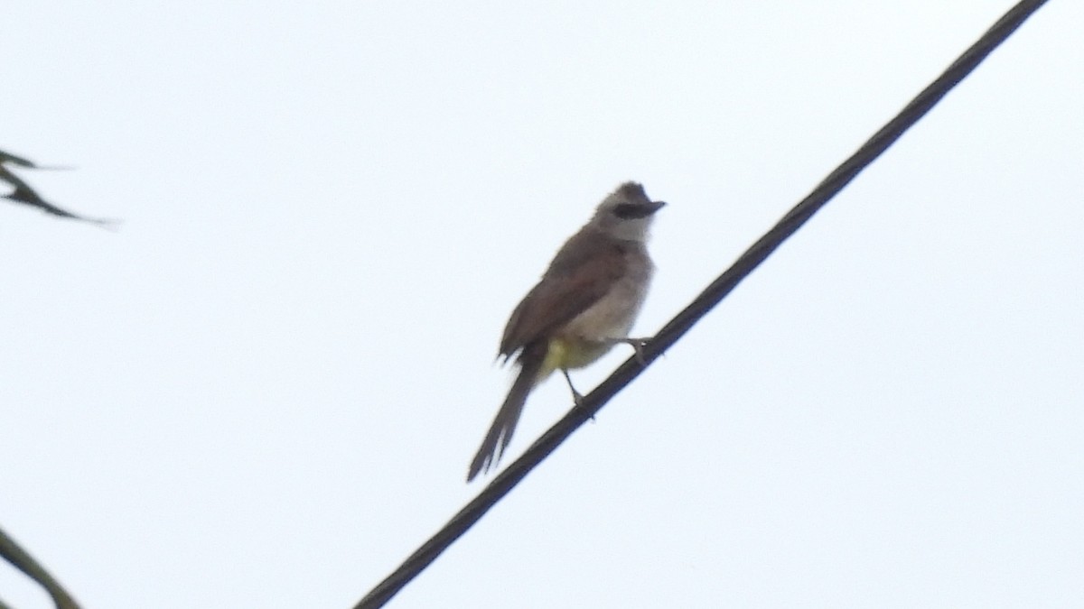 Yellow-vented Bulbul - ML620439479