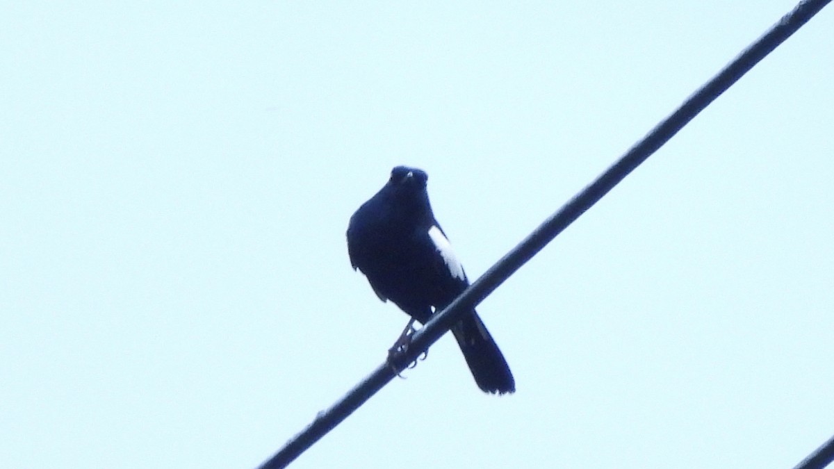Oriental Magpie-Robin (Black) - ML620439480