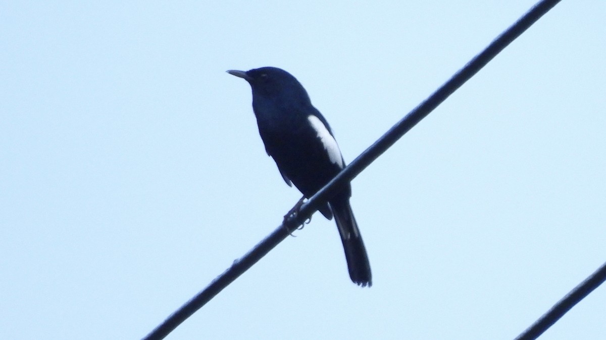 Oriental Magpie-Robin (Black) - ML620439481