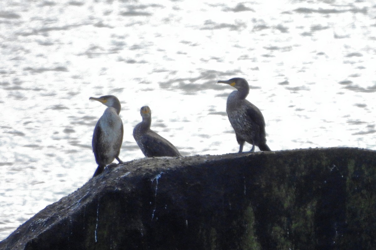 Japanese Cormorant - ML620439484