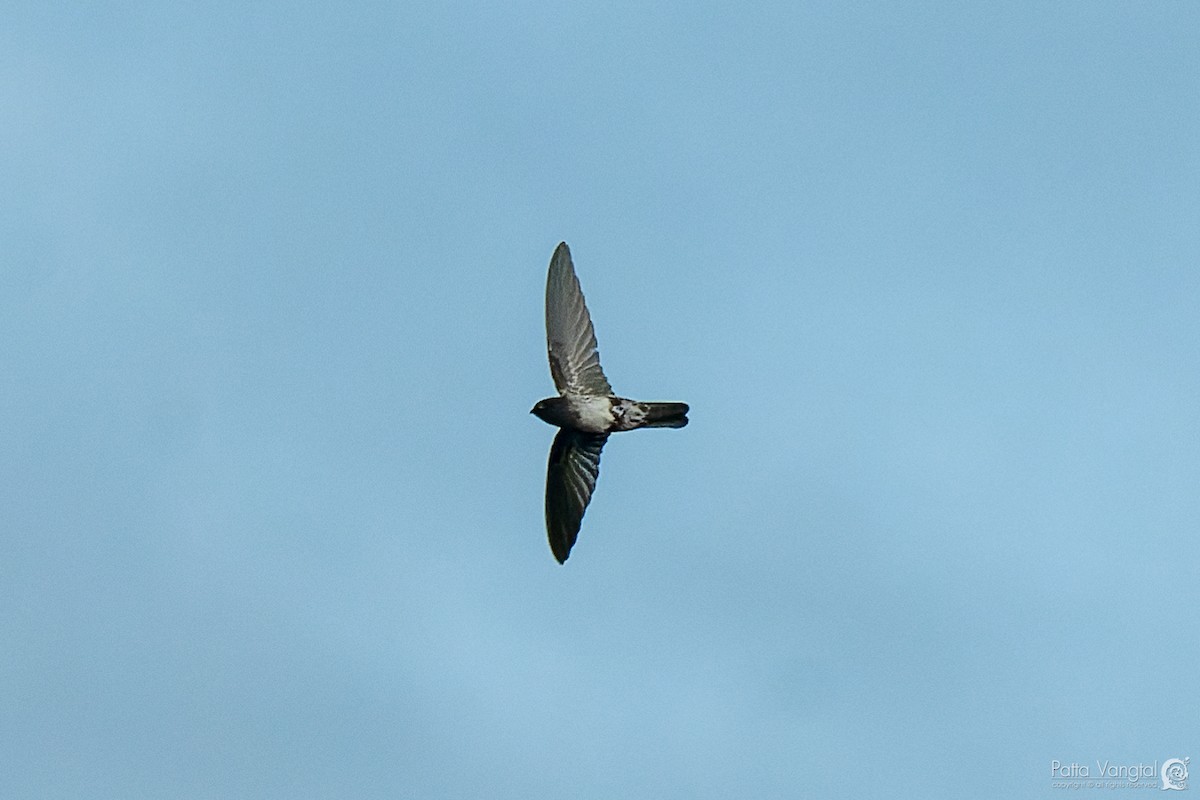 White-nest Swiftlet - ML620439513