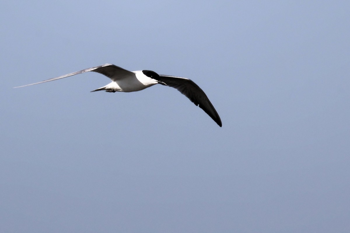 Gull-billed Tern - Anonymous