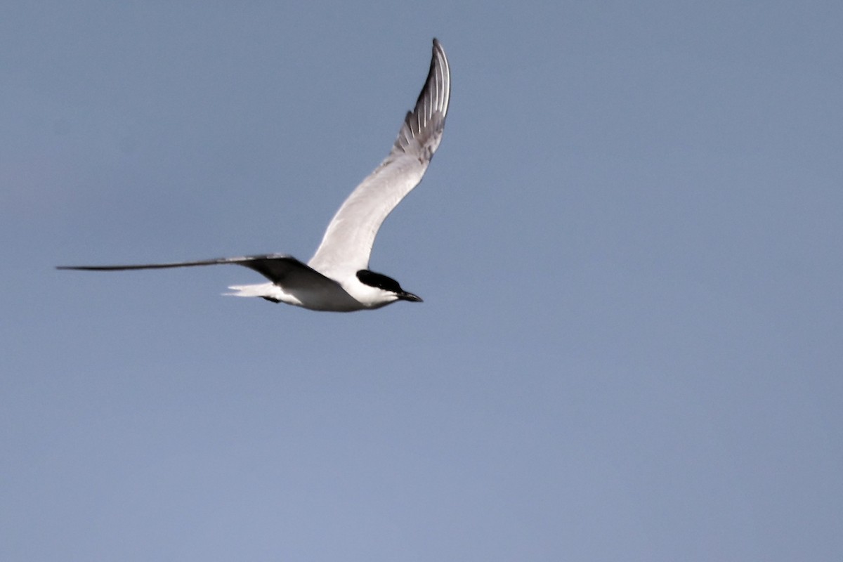 Gull-billed Tern - ML620439523