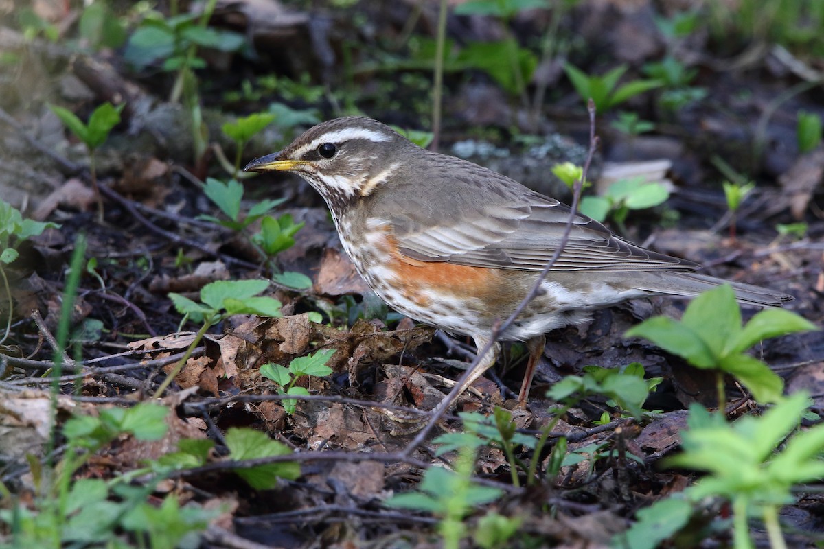 Redwing - ML620439530