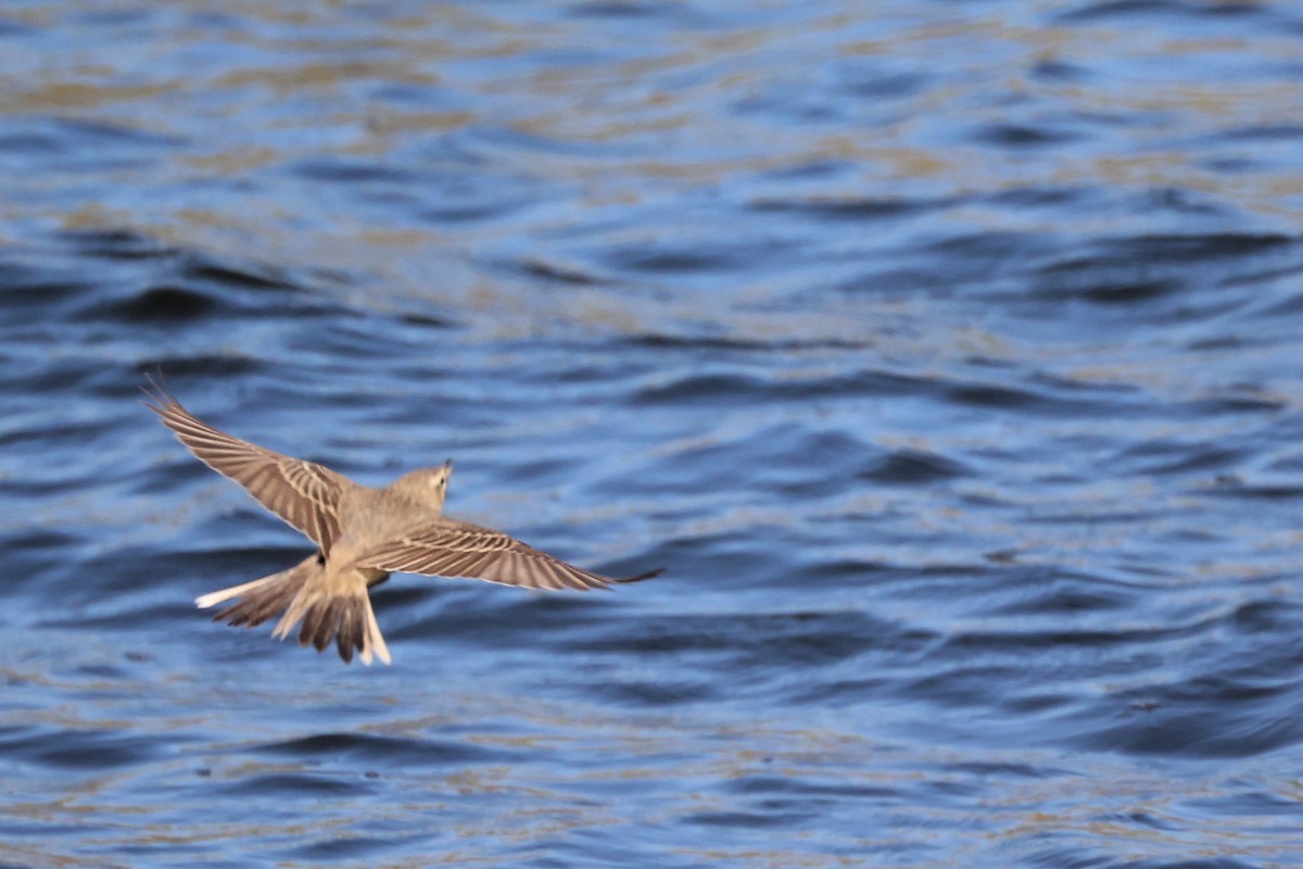 Tawny Pipit - ML620439532