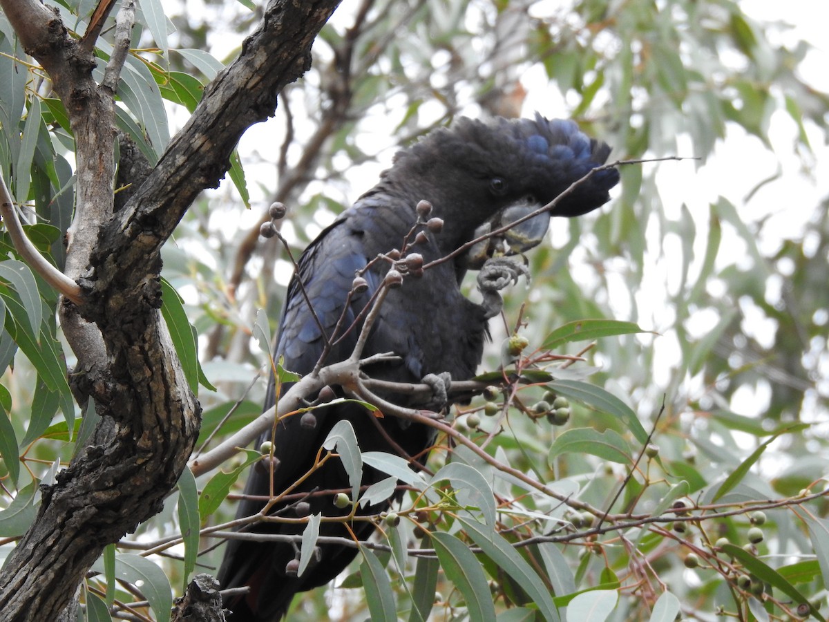 Red-tailed Black-Cockatoo - ML620439540