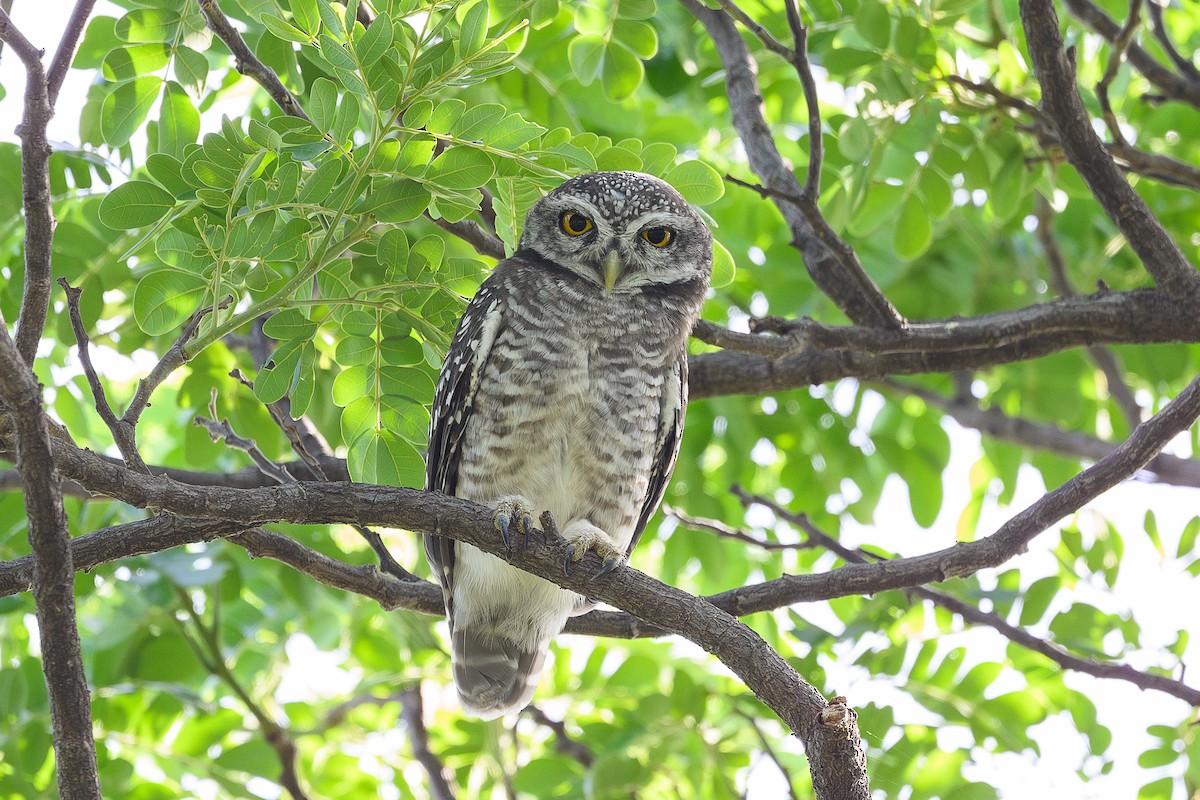 Spotted Owlet - ML620439541