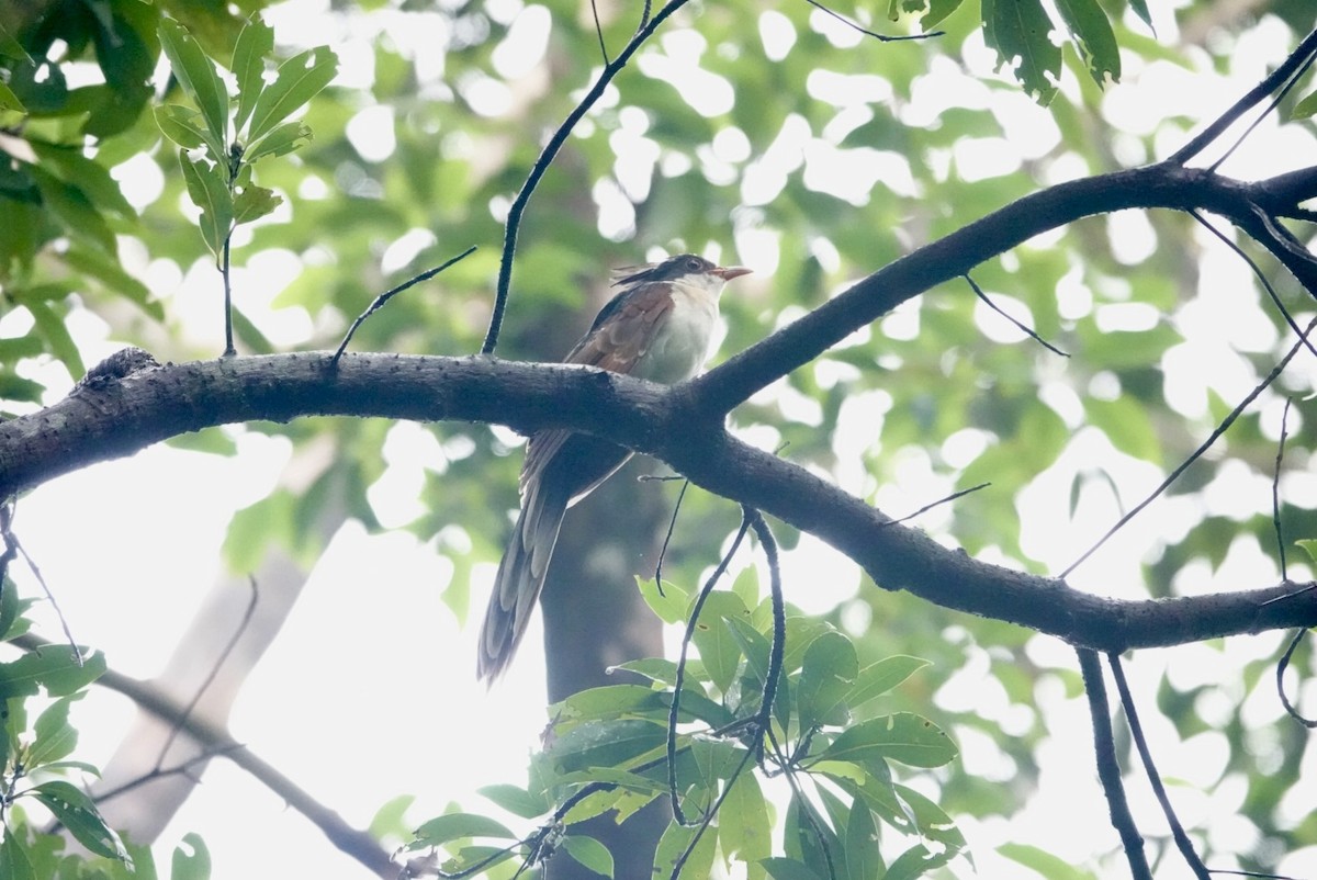 Chestnut-winged Cuckoo - ML620439544