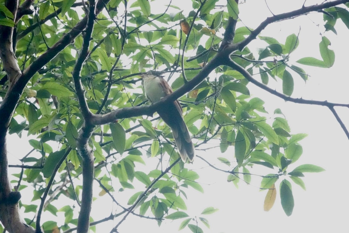 Chestnut-winged Cuckoo - ML620439545