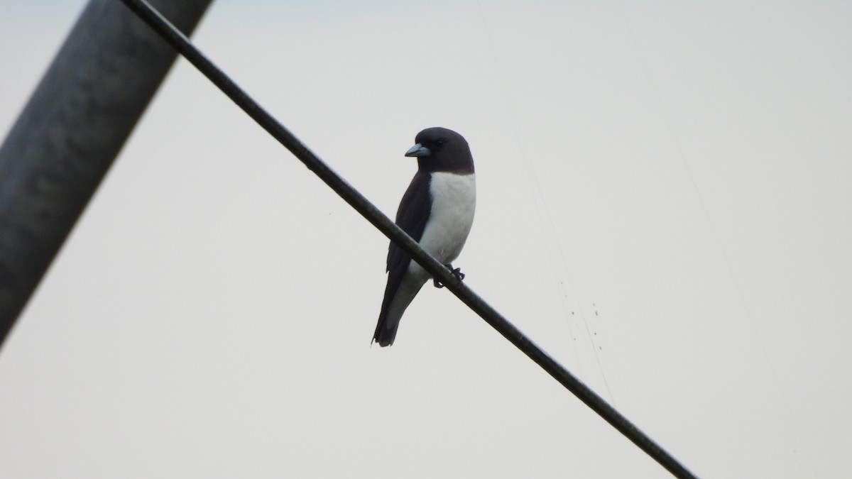 White-breasted Woodswallow - ML620439547