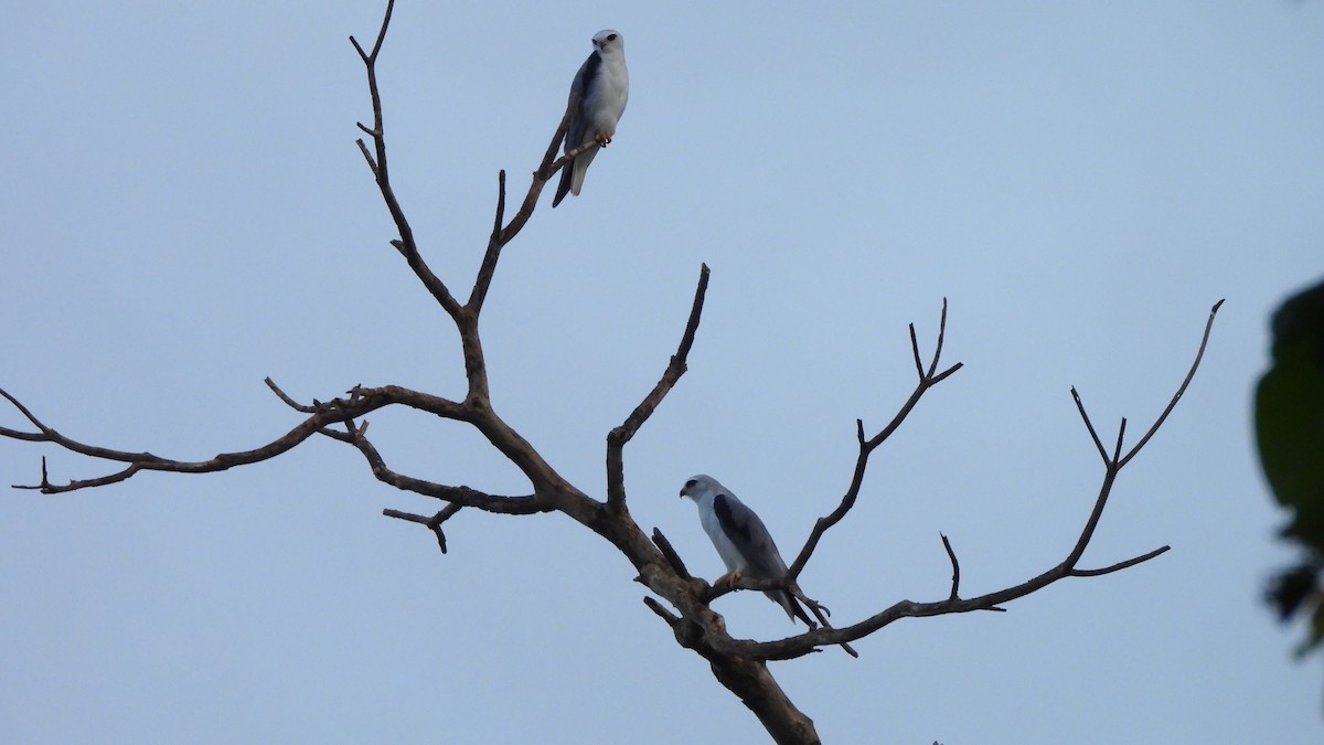 Black-winged Kite - ML620439548