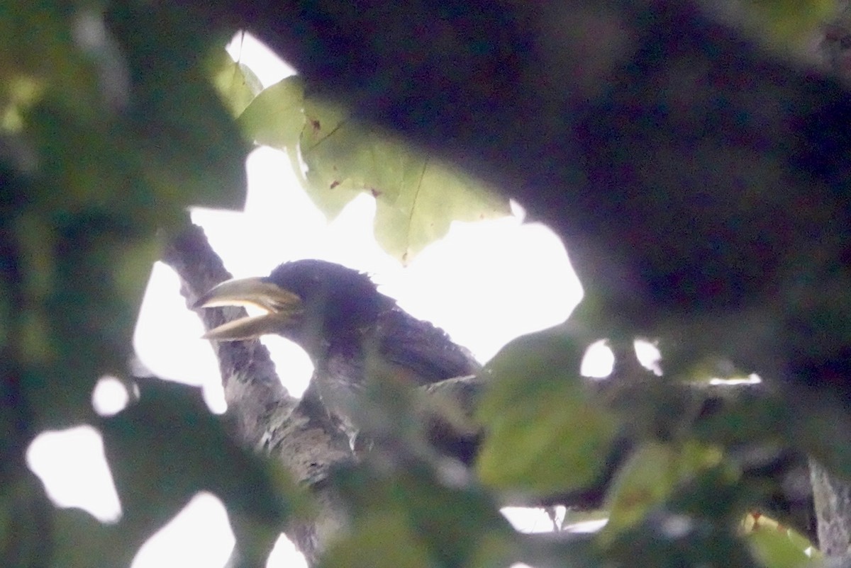 Great Barbet - ML620439551