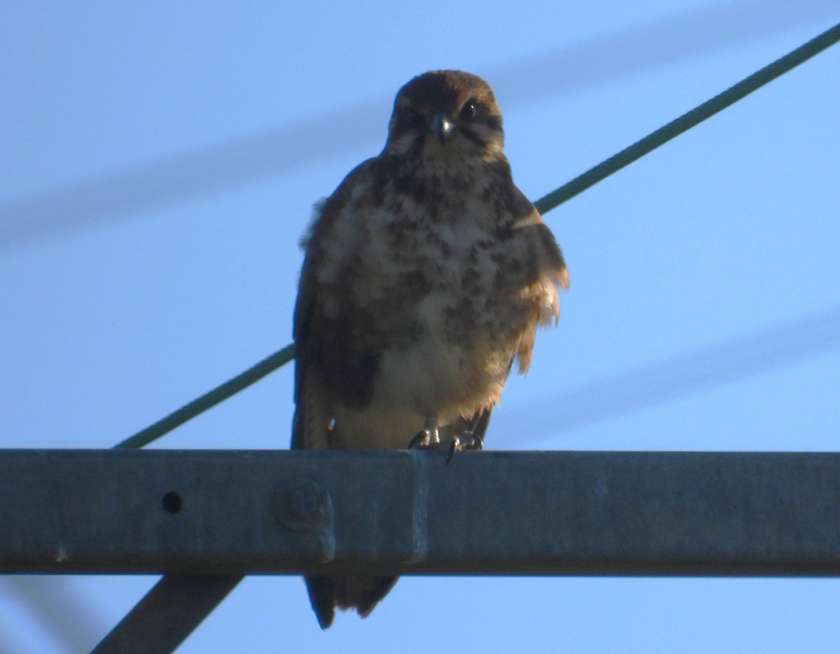 Brown Falcon - ML620439552