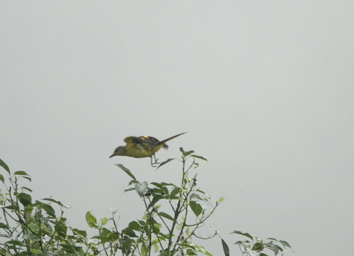 Minivet Escarlata - ML620439556