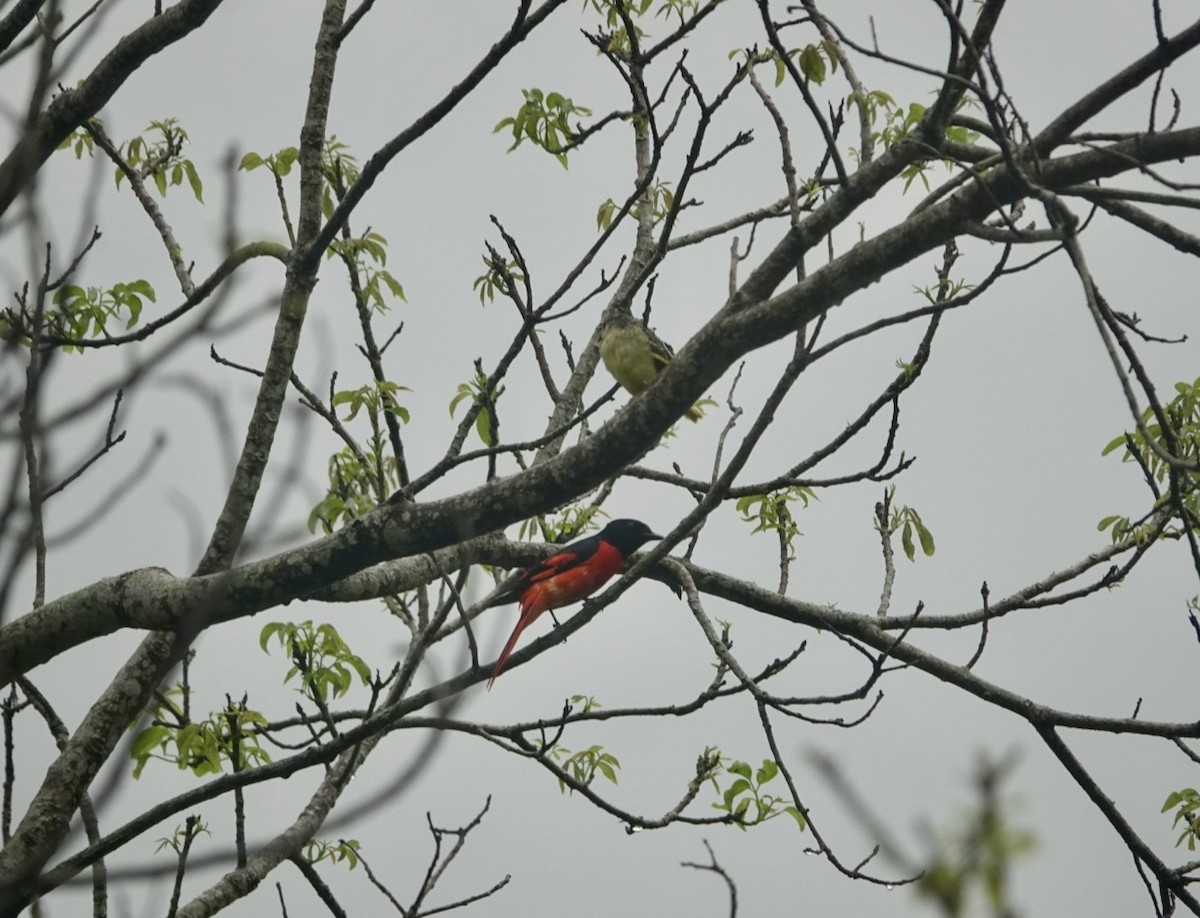 Scarlet Minivet - ML620439557