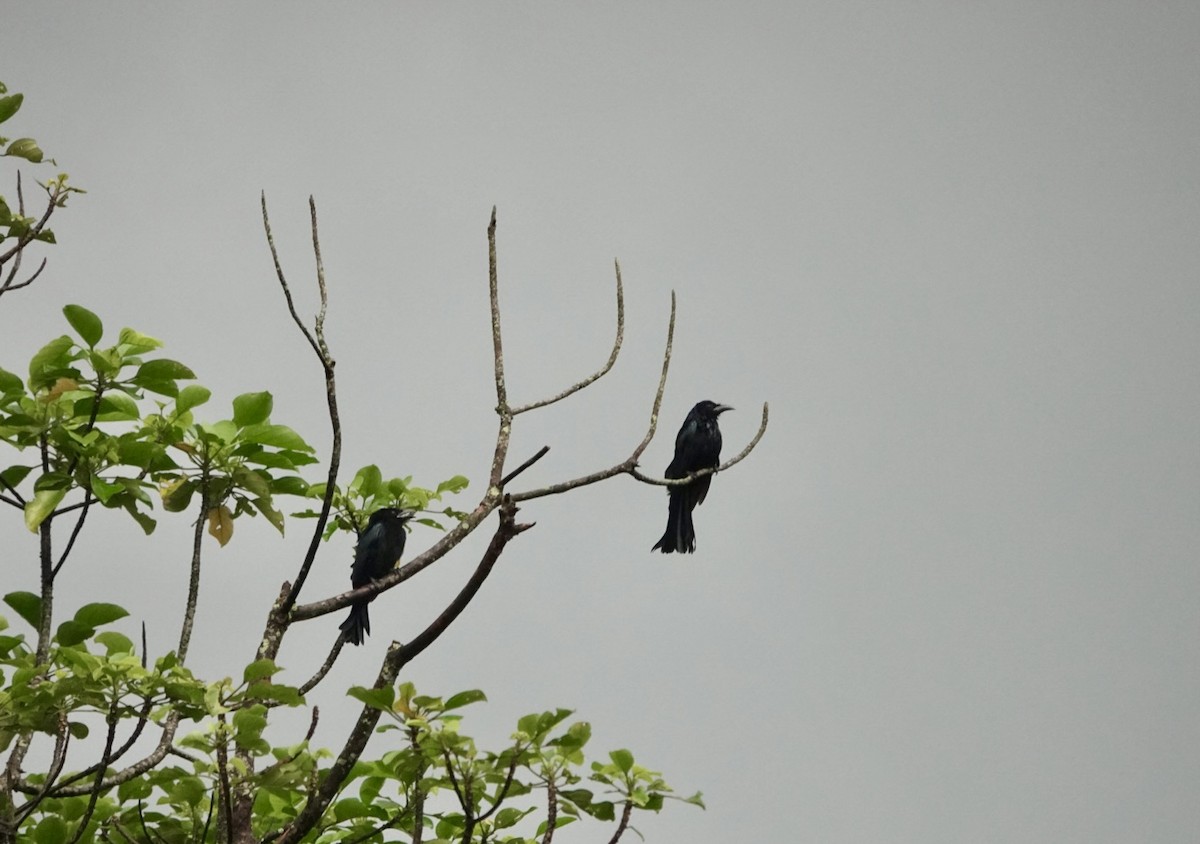 Hair-crested Drongo - ML620439559