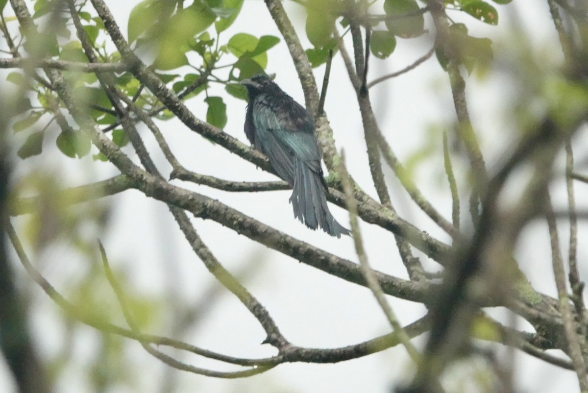 Hair-crested Drongo - ML620439560