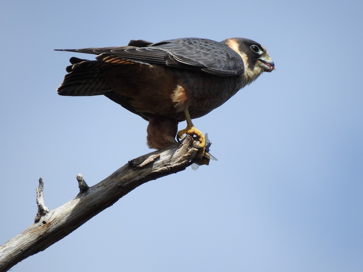 Australian Hobby - ML620439562