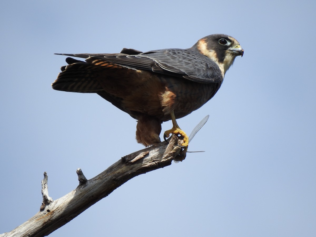 Australian Hobby - ML620439564