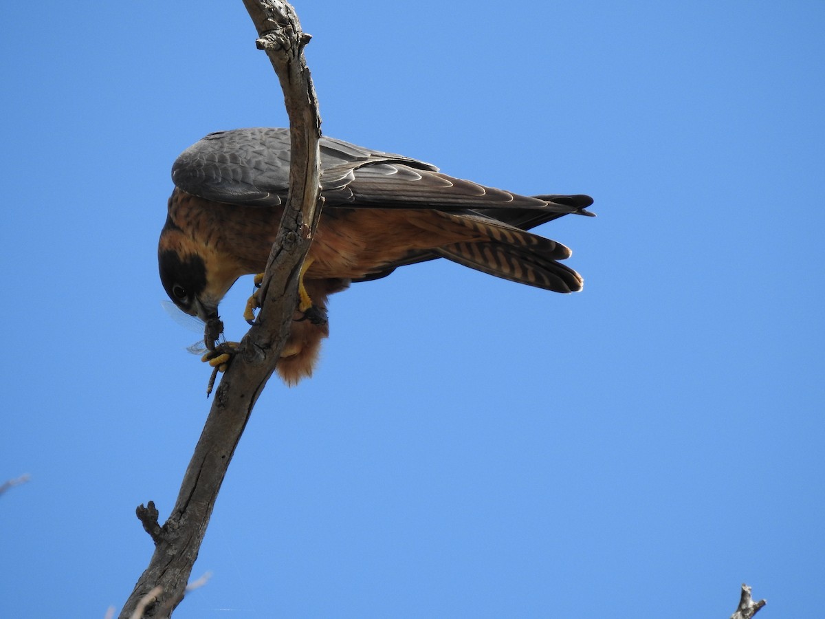 Australian Hobby - ML620439566