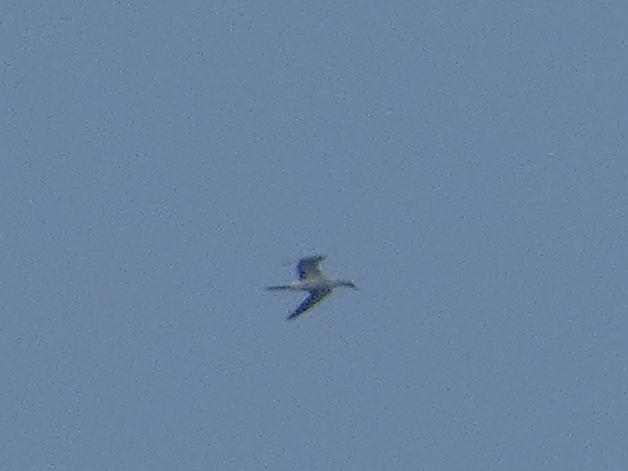 Masked Booby - ML620439569