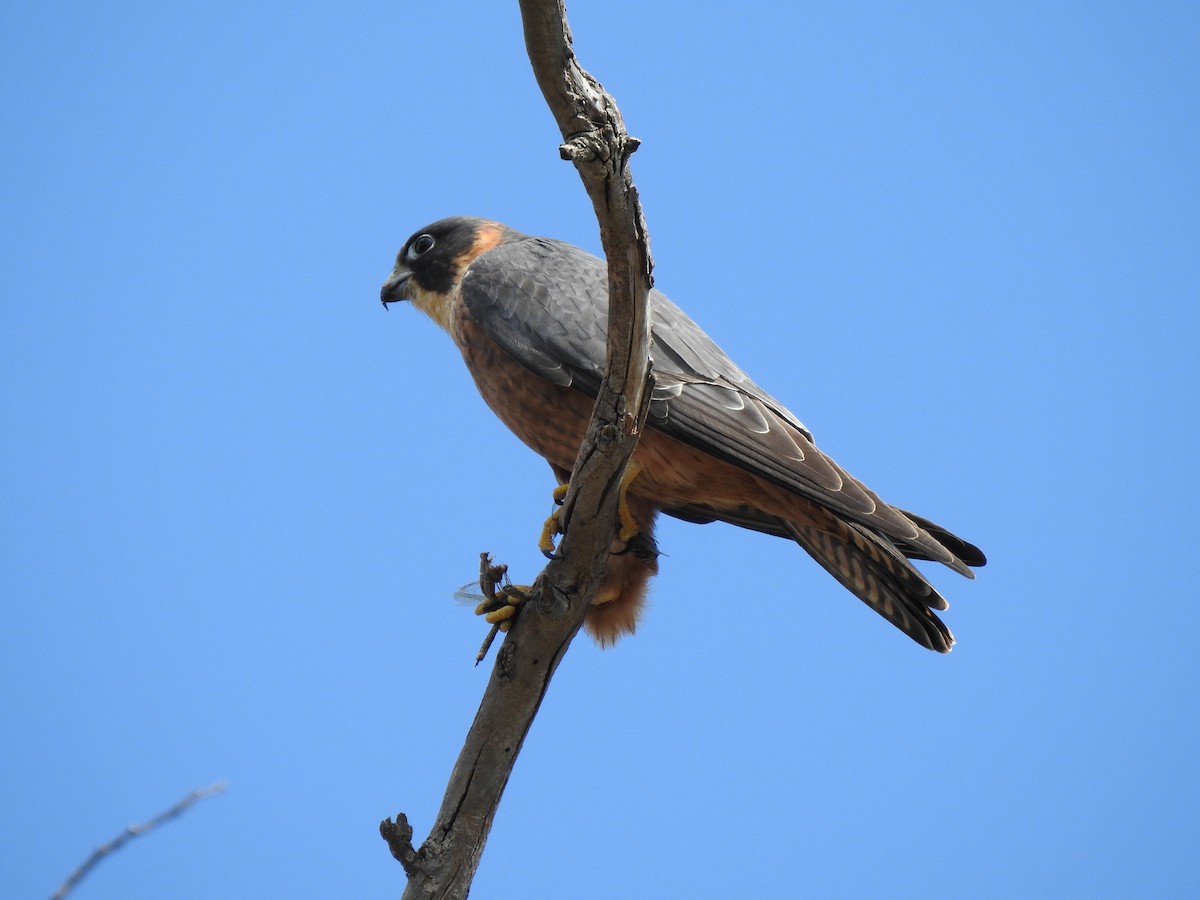 Australian Hobby - ML620439574